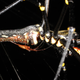 Illustration for article titled Scientists Discover the Largest Orbweaving Spider in the World